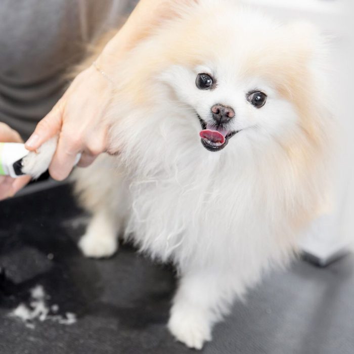 Pomeranian paw being groomed