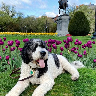 doodle in front of statue groomed