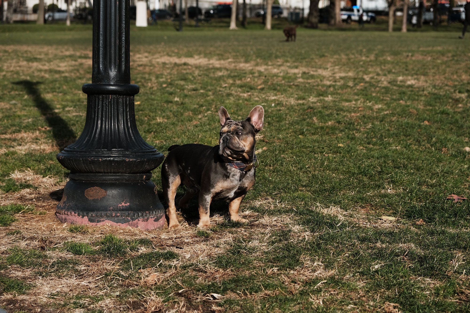 frenchie in park
