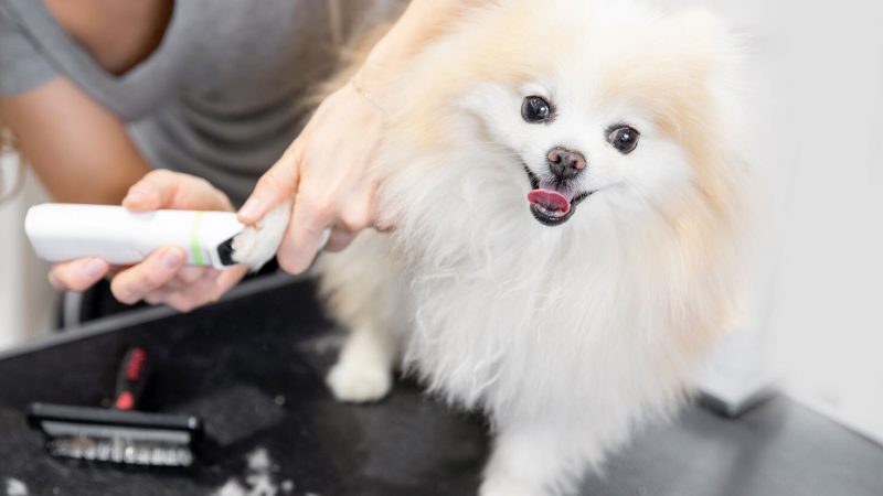 dog getting paws groomed
