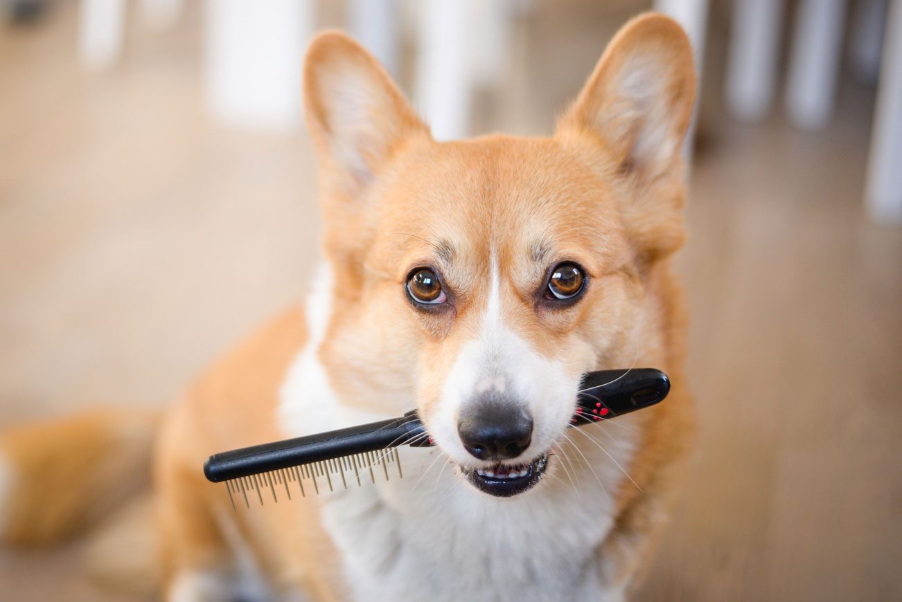 A corgi holding a comb in it's mouth.