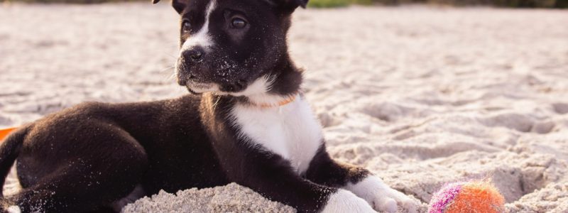photo of a short-coated black and white dog laying on a beach with it's toy ball off to the side.