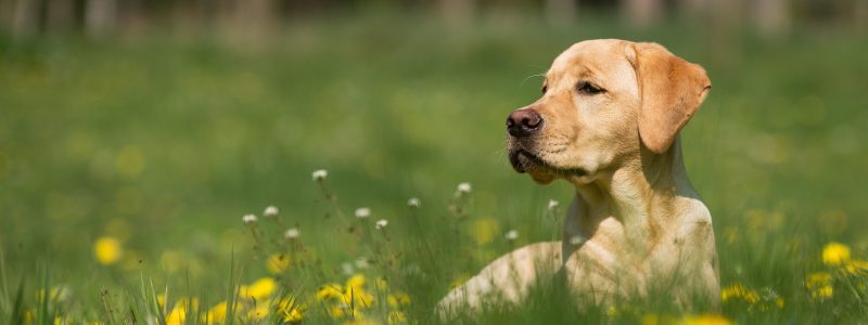 an adult golden labrador sitting in tall grass and dandelions