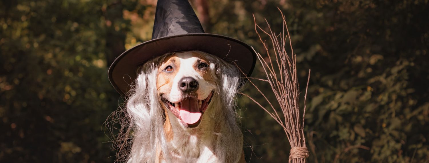 Dog dressed as a witch