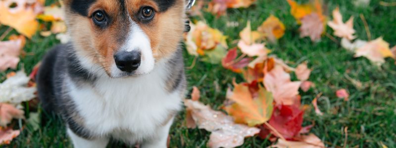 photo of a corgi staring up at the camera as fall leaves scatter the ground
