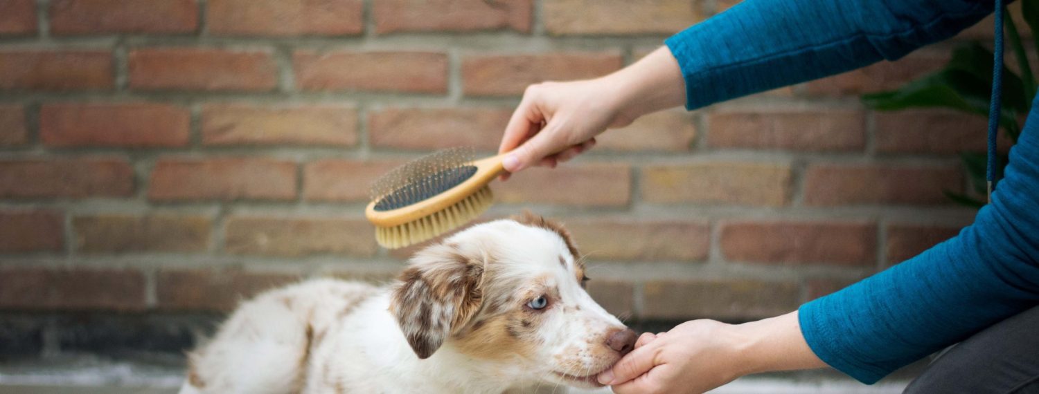 photo of a dog being brushed
