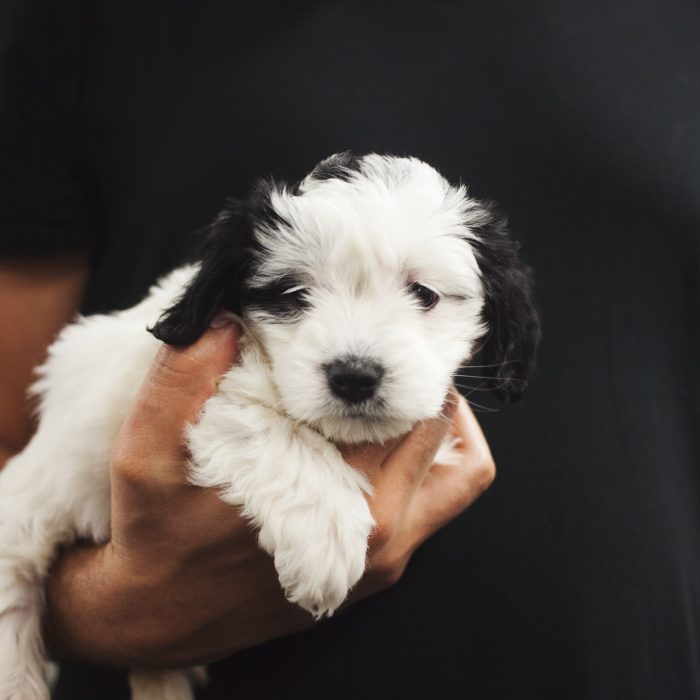 a man holding a puppy